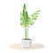 House plant in ceramic pot. Abstract tropical plant with large leaves for modern interior. Potted plant for office or