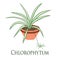 House plant chlorophytum potted. Flat design. Vector illustration