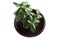 House Plant - Crassula Argentea or Money tree