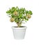 House plant Crassula with coins of bitcoin on branches