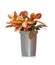 House plant - Croton