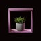 House plant echeveria in a wooden pink frame on a dark background like interior decoration