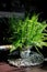 House plant, fern in the flowerpot in the room with sunlight and shadow