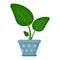 House plant in flower pot. Decorative indoor houseplant. Office and house plant.