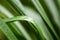 House plant green leaves in water drops