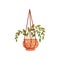 House plant in hanging ceramic flower pot, element for decoration home or office interior vector Illustration on a white