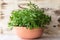 House plant Kalanchoe laciniata in brown clay pot on white wooden shelf against shabby wall