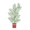 House plant parlor palm in pot, home balcony or office indoor nature garden decoration