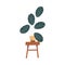 House plant in pot on chair stand. Green houseplant Maranta with big leaf growing in planter. Natural foliage decor for
