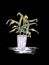 House Plant in pot. Decoration for room or office. Potted plant isolated on black background. Hand drawn Illustration.