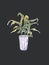 House Plant in pot. Decoration for room or office. Potted plant isolated on grey background. Hand drawn Illustration. Colored
