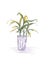 House Plant in pot. Decoration for room or office. Potted plant isolated on white background. Hand drawn Illustration.