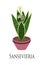 House plant sansevieria potted. Flat design. Vector illustration