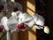 House plant: sunlit white orchid