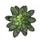 House plant top view vector illustration isolated.