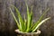 House plant tubers. Houseplant aloe vera plant with green leaves in direct sunlight against grungy isolated background. Design