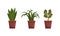 House Plants Collection, Potted Exotic Plants for Interior Decoration Flat Vector Illustration