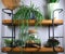 House plants different potplant sets. industrial green interior. Urban jungle interior in livingroom of home garden jungle.