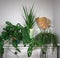House plants different potplant sets. industrial green interior. Urban jungle interior in livingroom of home garden jungle. with m