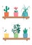 House plants home decor vector illustration set.
