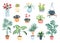 House plants home decor vector illustration set, cartoon flat potted plants and flowers collection of houseplants