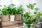 House plants in a stylish interior of a room at home in pots. The concept of home gardening. Cozy decor for a home with