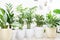 House plants in a stylish interior of a room at home in pots. The concept of home gardening. Cozy decor for a home with