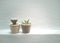 House plants, succulents, cactus and indoor. potted plants and botanical for the indoor garden -image