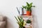 House plants on a wooden stand with a metal watering can in a Scandinavian interior. concept greening the living space