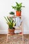 House plants on a wooden stand with a metal watering can in a Scandinavian interior. concept greening the living space