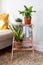 House plants on a wooden stand with a metal watering can in a Scandinavian interior. concept greening the living space