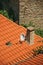 House roof with parabolic antenna stuck in a chimney