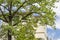 House seen through the branches of a tree