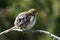 House Sparow (passer domesticus)