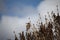 House sparrow atop the branches