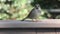 House sparrow in backyard