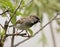 House sparrow bird