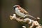 House sparrow bird.