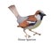 House sparrow bird in nature. Wild animal