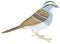 house sparrow bird vector illustration transparent background