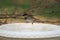 House Sparrow On Birdbath