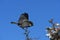 House sparrow on branch against blue sky - Passer domesticus