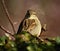 House sparrow with closed beak is sitting on thin dark brown branch.