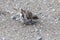 House sparrow dust bathing