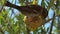 House sparrow eating on a birdfeeder