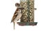 House sparrow on feeder