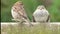 House Sparrow Feeding its young chicks UK