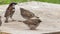 House Sparrow Feeding their young chick UK