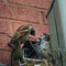 House sparrow feeds his babies