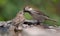 House sparrow feeds his child from beak to beak